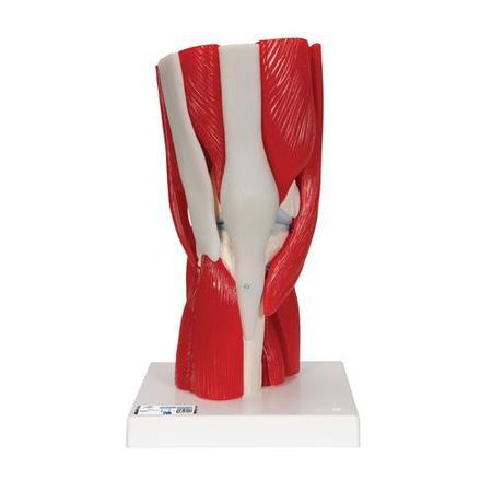 3B SCIENTIFIC Knee Joint, 12 part - w/ 3B Smart Anatomy 1000178